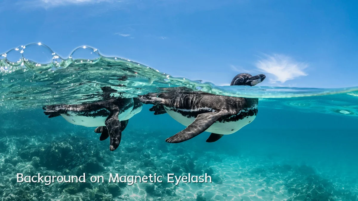 Background on Magnetic Eyelash