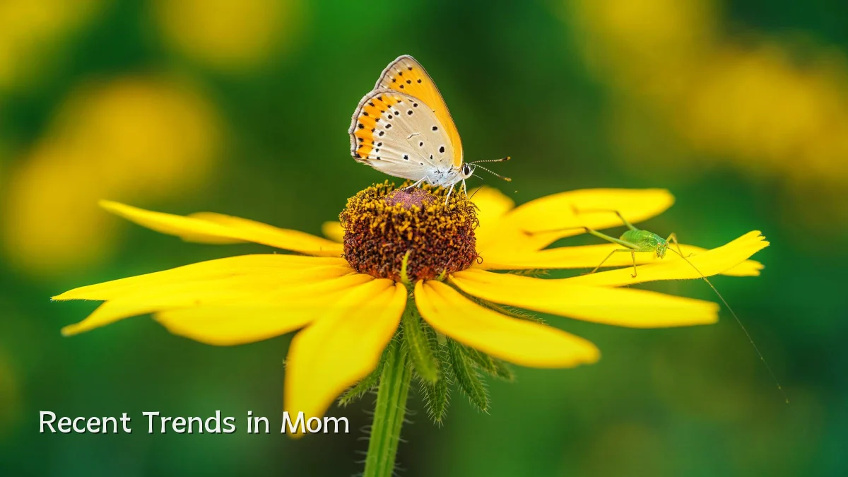 Recent Trends in Mom