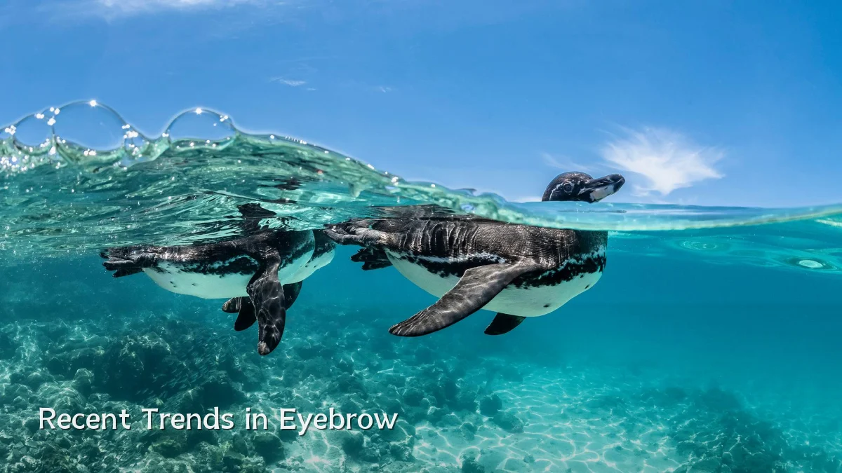 Recent Trends in Eyebrow