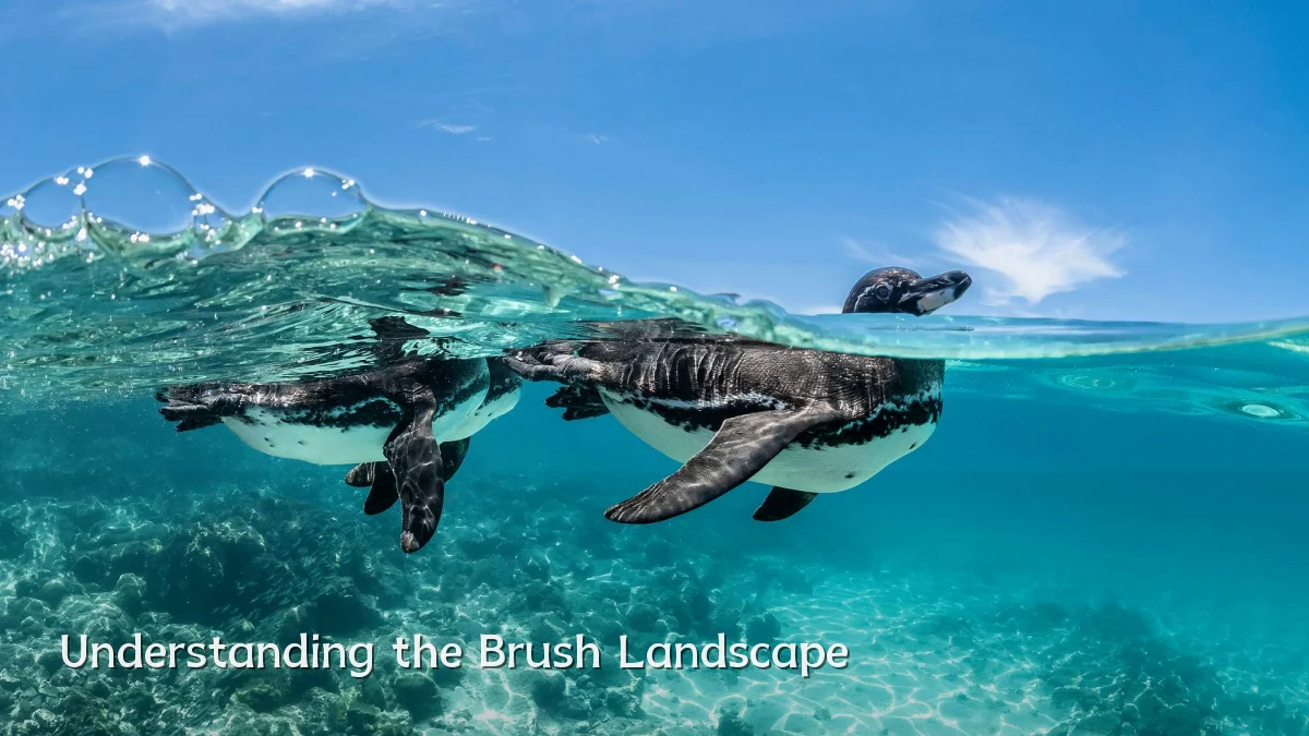 Understanding the Brush Landscape
