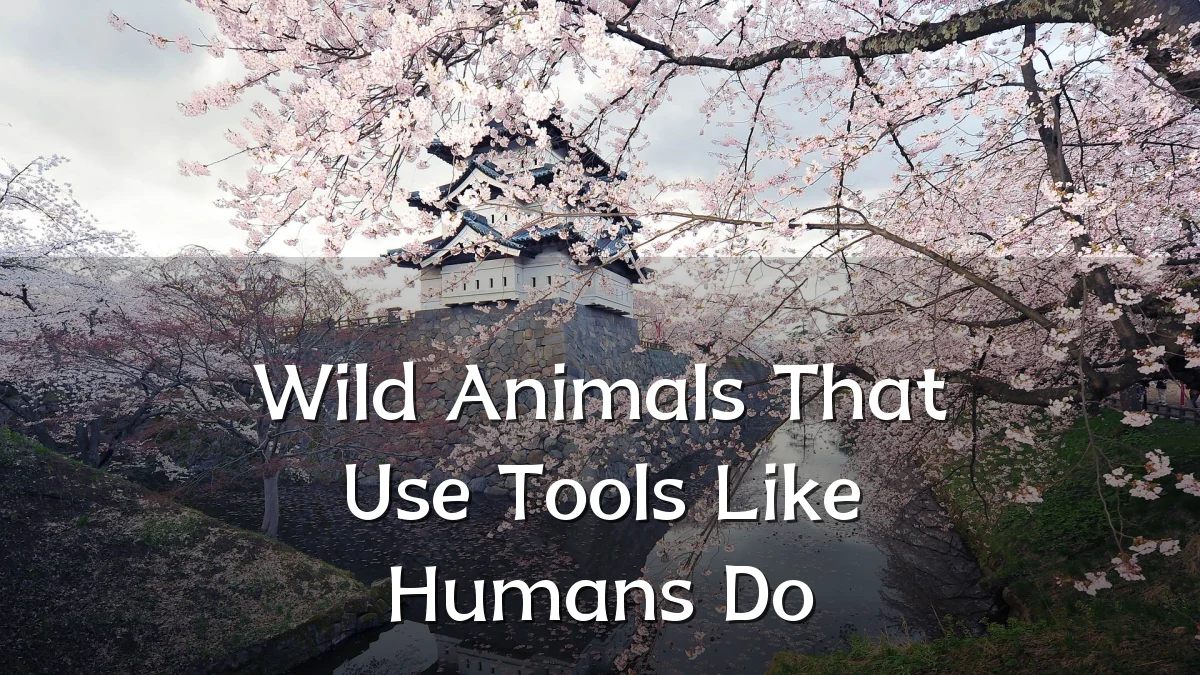 Wild Animals That Use Tools Like Humans Do